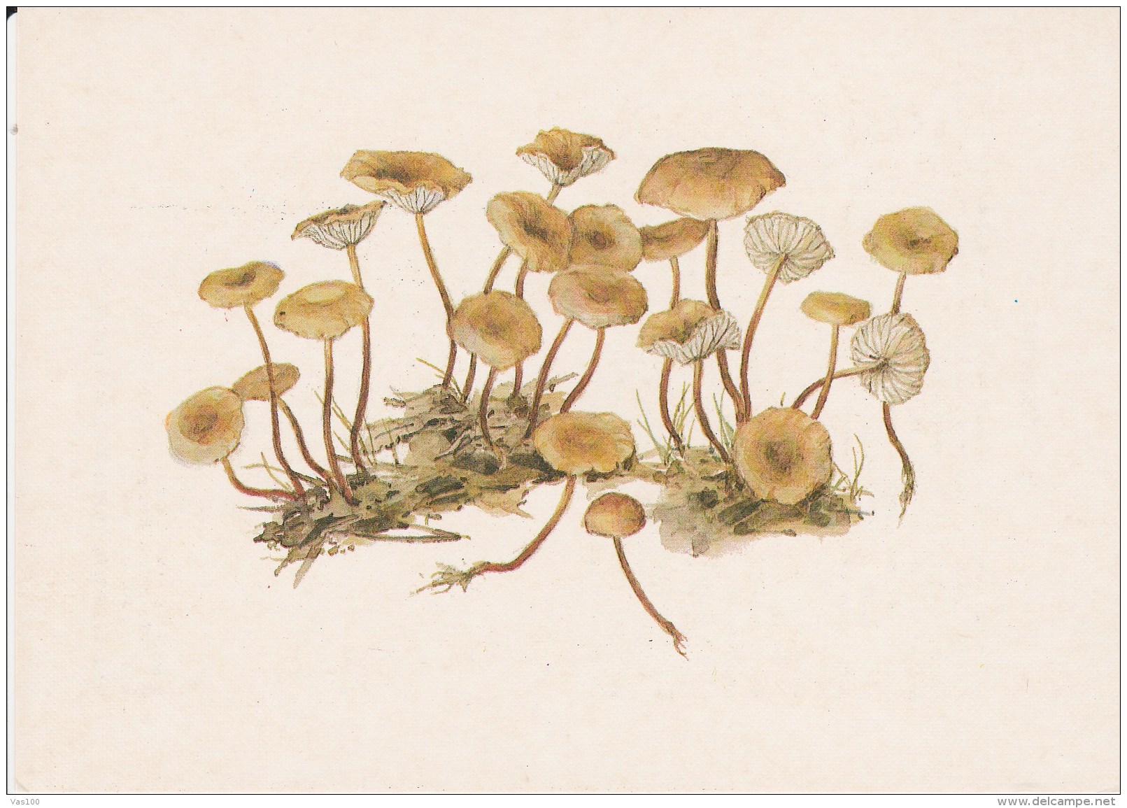 #BV4148  MUSHROOMS,  PLANTS, POST CARD, ORIGINAL PHOTO. - Mushrooms