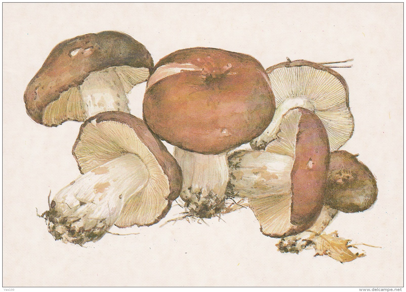 #BV4150  MUSHROOMS,  PLANTS, POST CARD, ORIGINAL PHOTO. - Mushrooms