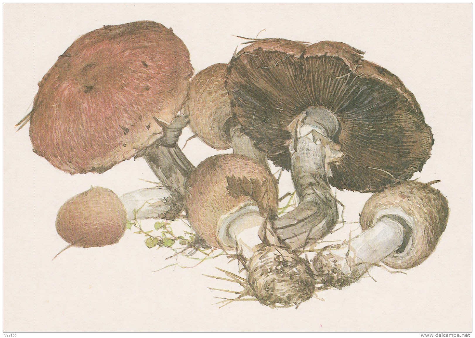 #BV4152  MUSHROOMS,  PLANTS, POST CARD, ORIGINAL PHOTO. - Mushrooms