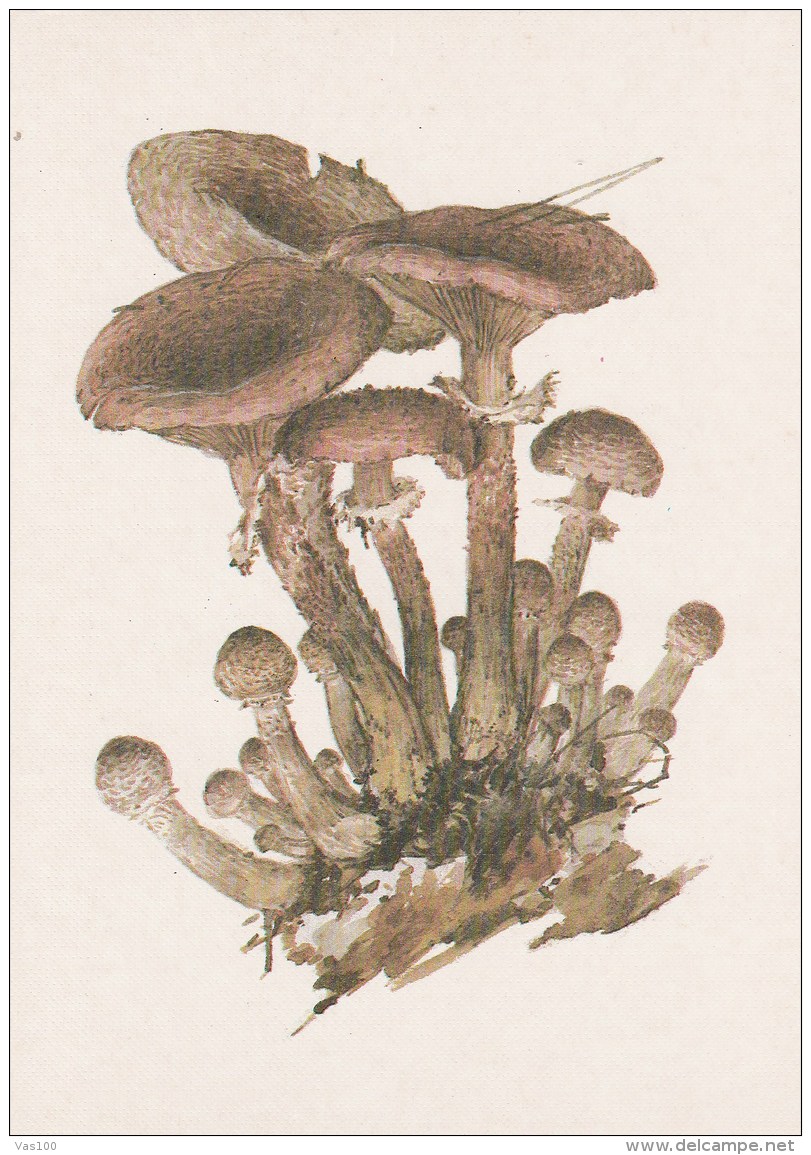 #BV4156  MUSHROOMS,  PLANTS, POST CARD, ORIGINAL PHOTO. - Mushrooms