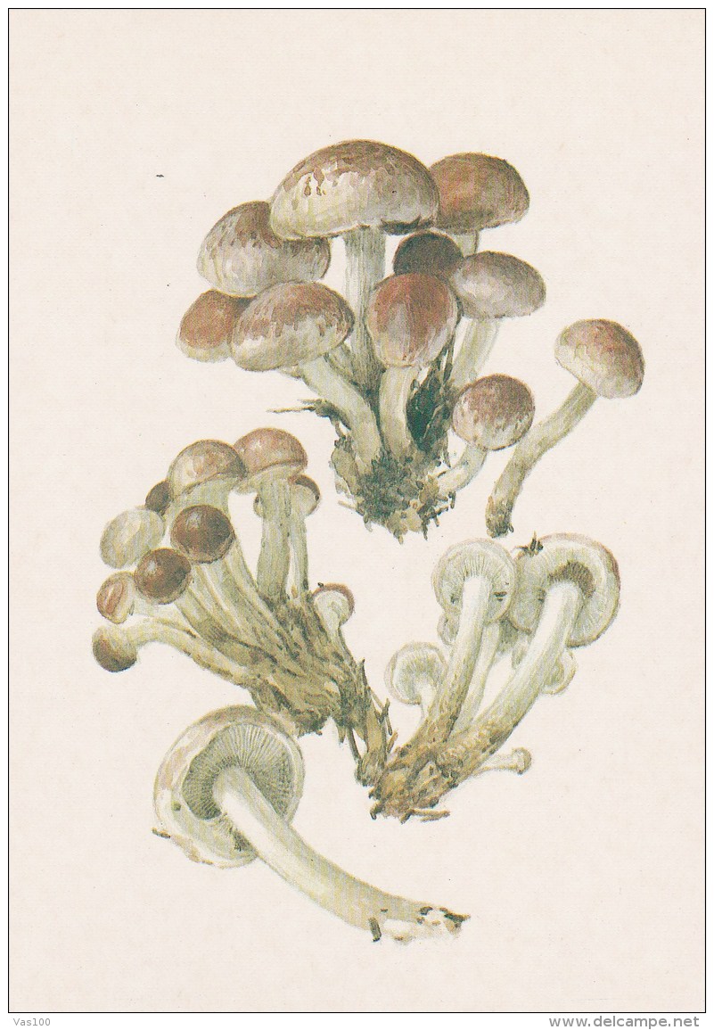 #BV4157  MUSHROOMS,  PLANTS, POST CARD, ORIGINAL PHOTO. - Mushrooms
