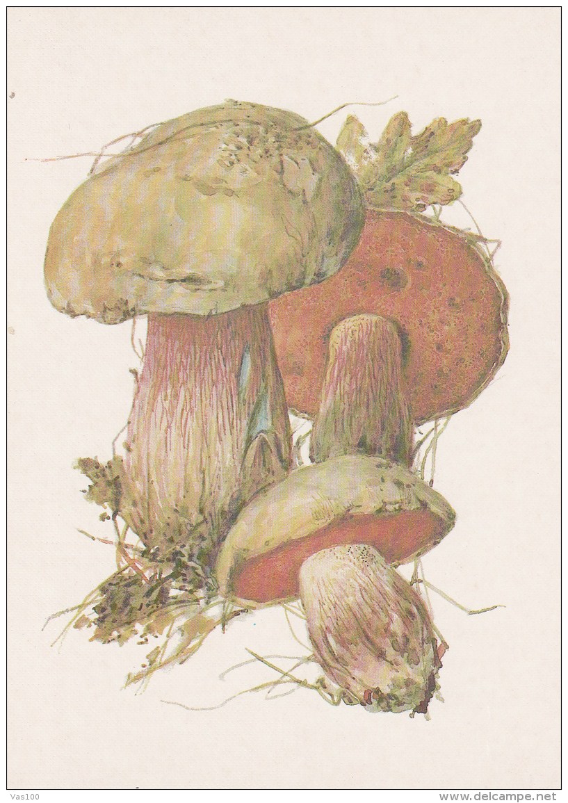 #BV4158  MUSHROOMS,  PLANTS, POST CARD, ORIGINAL PHOTO. - Mushrooms