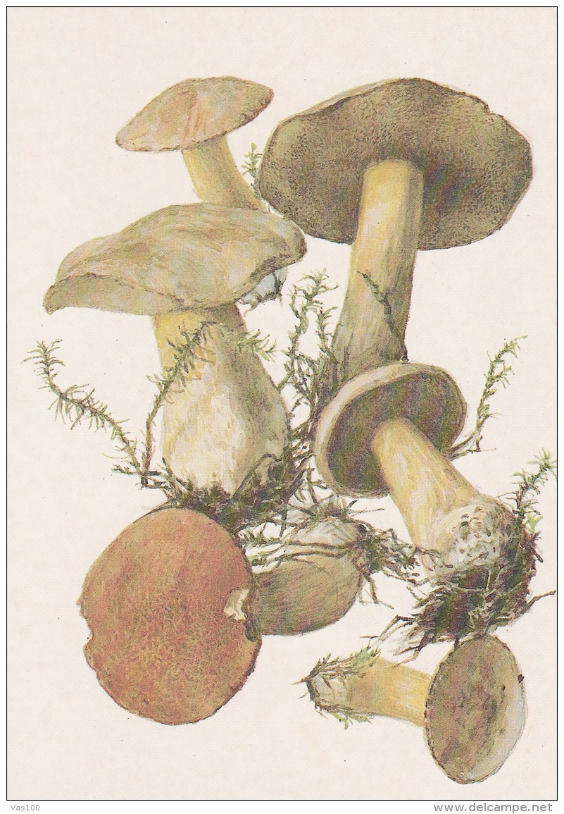 #BV4159  MUSHROOMS,  PLANTS, POST CARD, ORIGINAL PHOTO. - Mushrooms