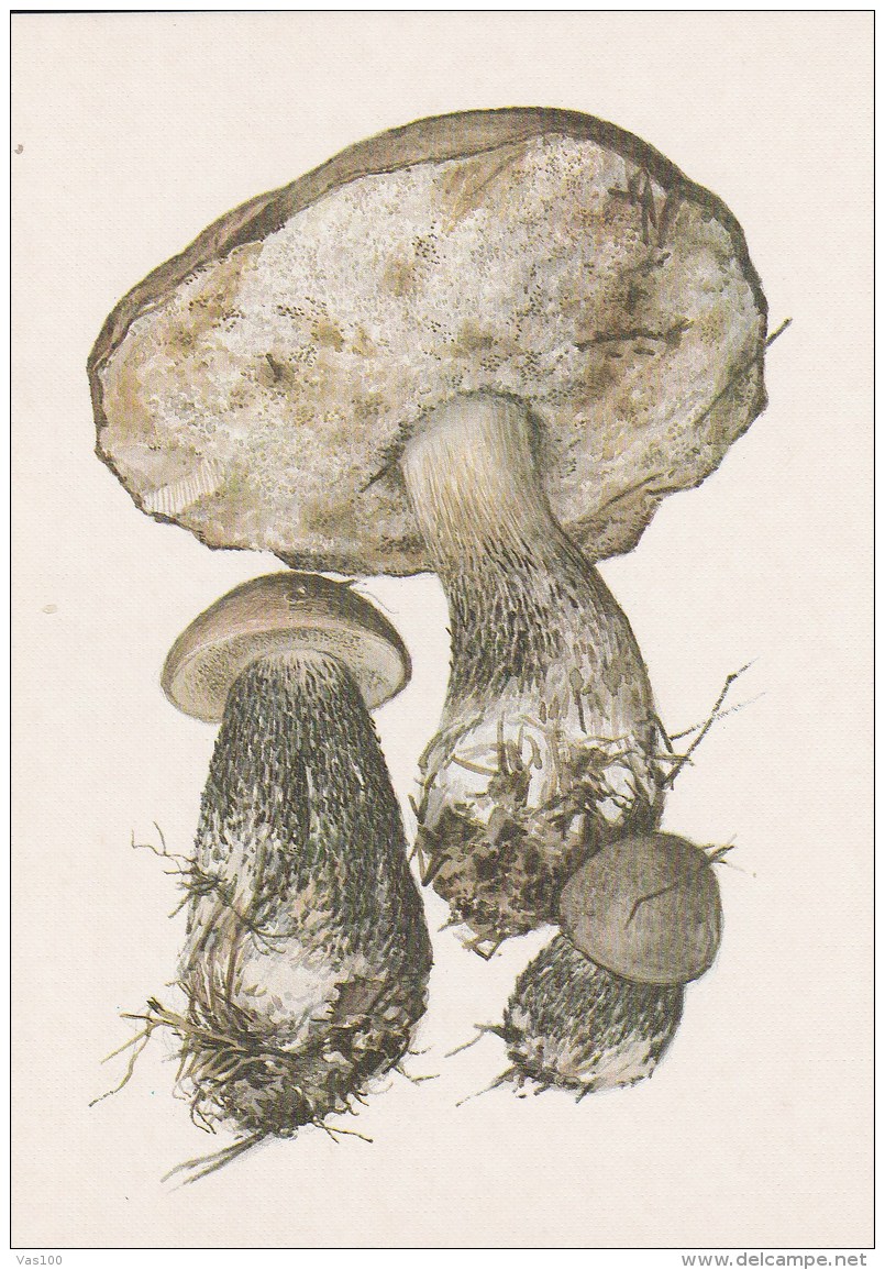 #BV4160  MUSHROOMS,  PLANTS, POST CARD, ORIGINAL PHOTO. - Champignons