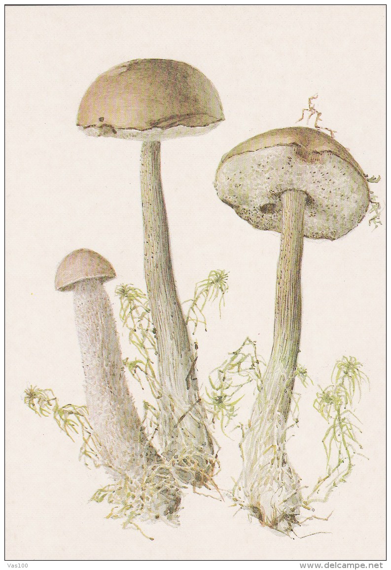 #BV4161  MUSHROOMS,  PLANTS, POST CARD, ORIGINAL PHOTO. - Champignons