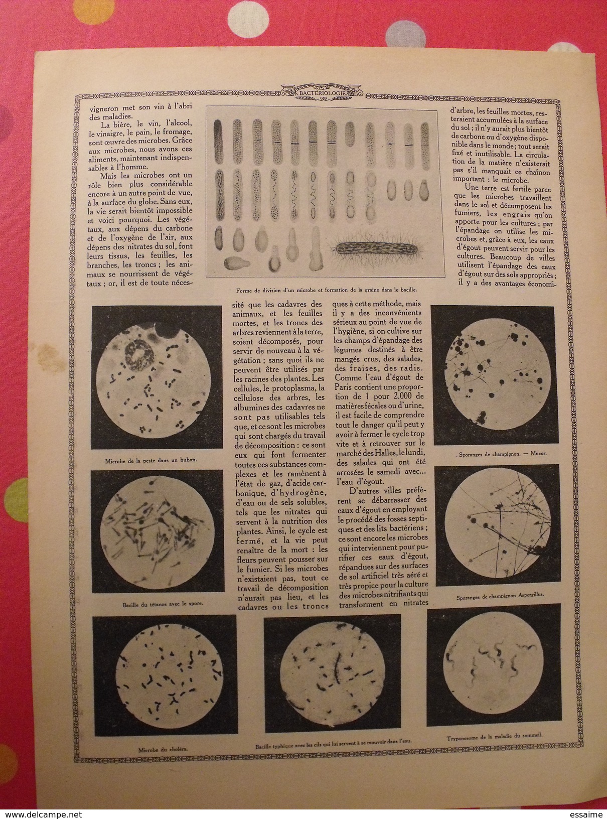 Le Monde Et La Science 1935. Bactériologie Beurre Margarine Café Champagne Chauffage. Nombreuses Photos Encyclopédie - Encyclopaedia