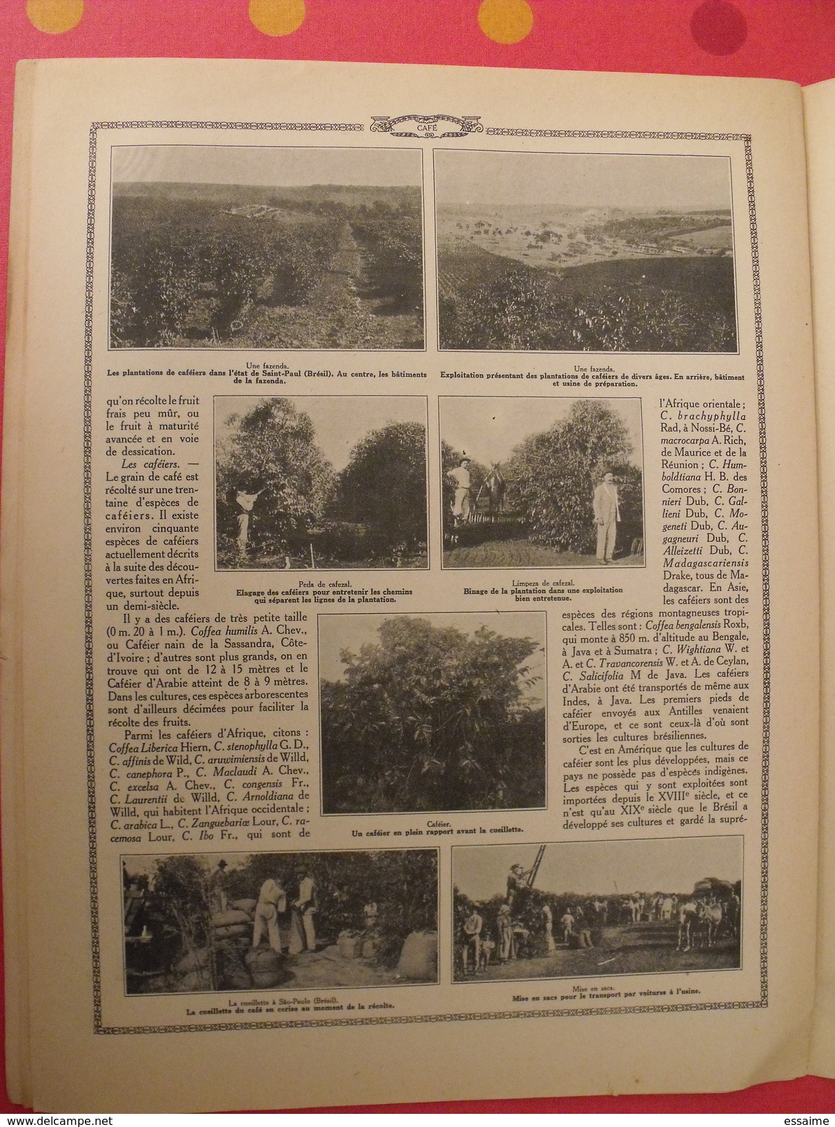 Le monde et la science 1935. bactériologie beurre margarine café champagne chauffage. nombreuses photos encyclopédie