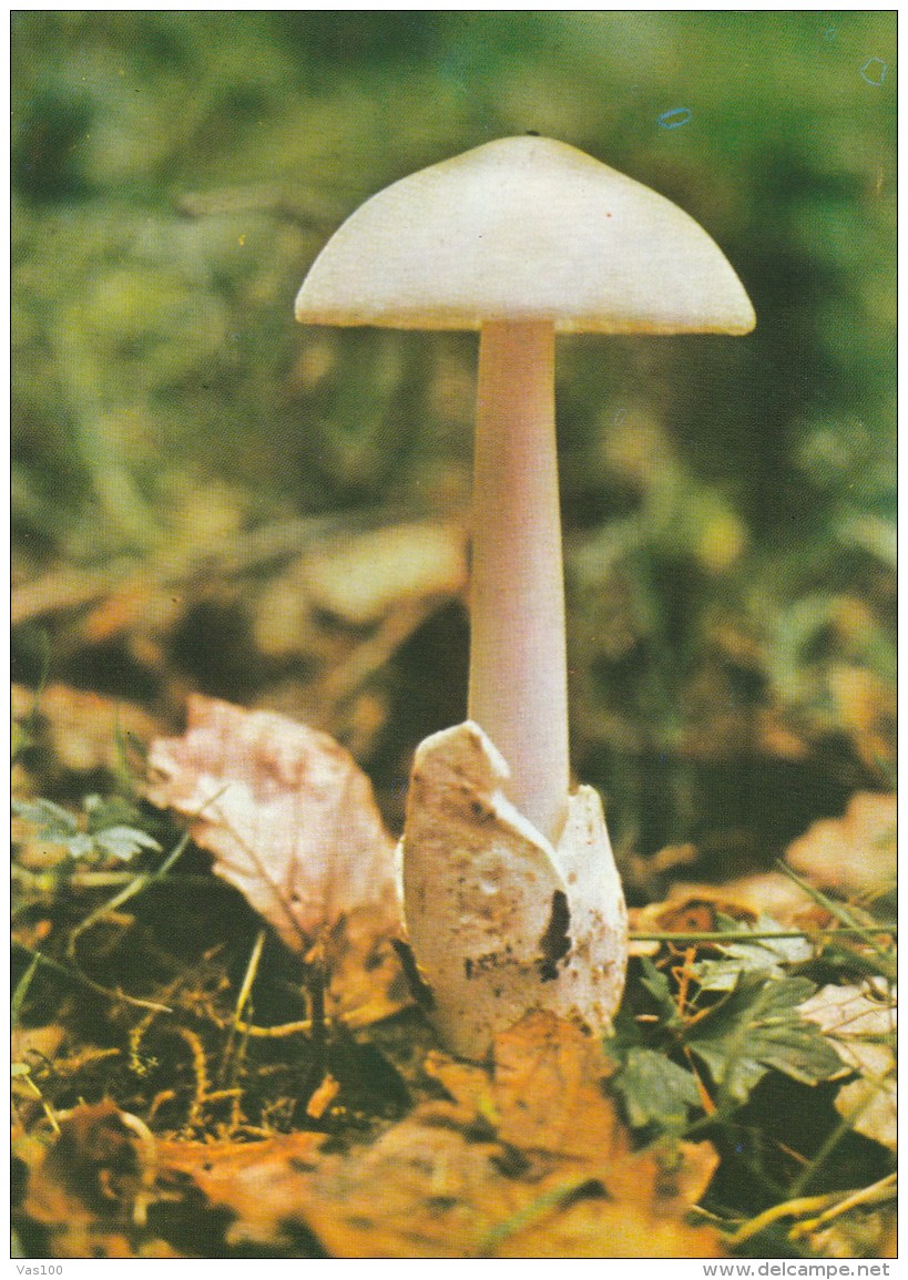 #BV4388  MUSHROOMS, PLANT, NATURE, POST CARD. - Champignons