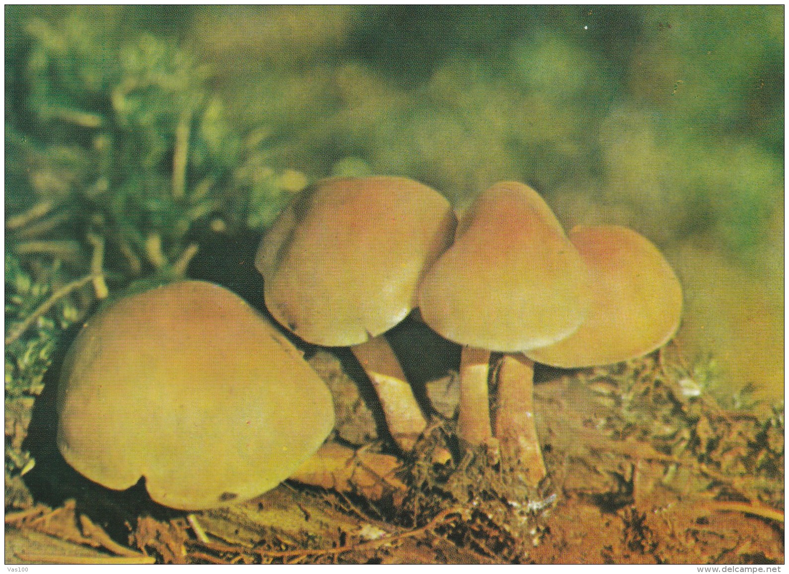 #BV4390  MUSHROOMS, PLANT, NATURE, POST CARD. - Champignons