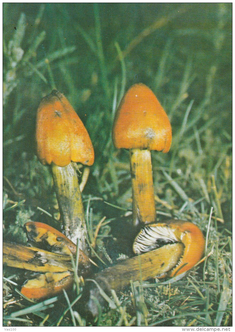 #BV4391  MUSHROOMS, PLANT, NATURE, POST CARD. - Champignons