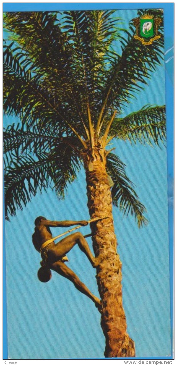 COTE D'IVOIRE IVOTY COAST RECOLTE DU VIN DE PALME  POSTCARD UNUSED ATIPYCAL 21cm X 10cm - Côte-d'Ivoire