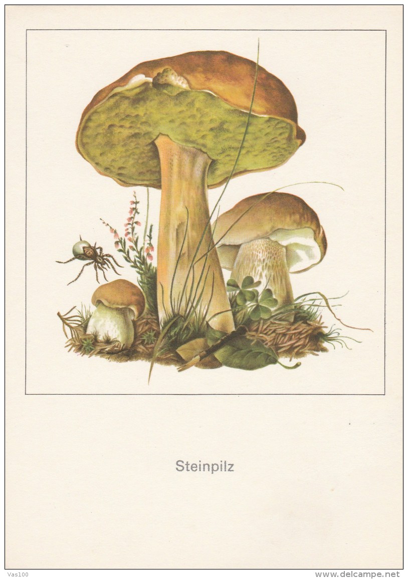 #BV4396   MUSHROOMS, PLANT, NATURE, POST CARD. - Mushrooms