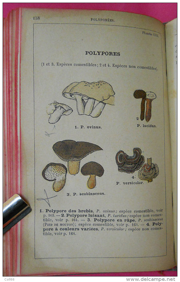 livre Book Atlas des champignons par Costantin 228 figures couleur édité imprimerie rété à Corbeille "Une Bible"