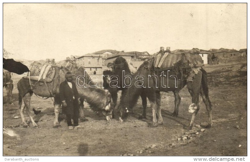 * T2 1926 Ankara, Angara; Camels With The Chief Of The Caravan, Photo - Sin Clasificación