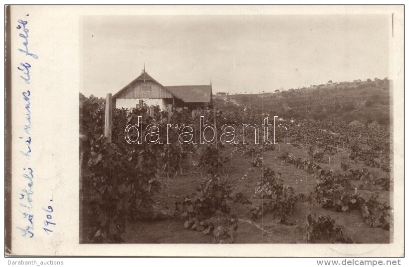 T2 1906 Nagyvárad, Oradea; Bartsch SzÅ‘lÅ‘telepi Villa / Vineyard, Villa, Photo - Sin Clasificación