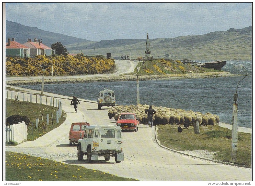 Falkland Islands Sheep Drive Ross Road Stanley Postcard Unused (33335) - Falkland