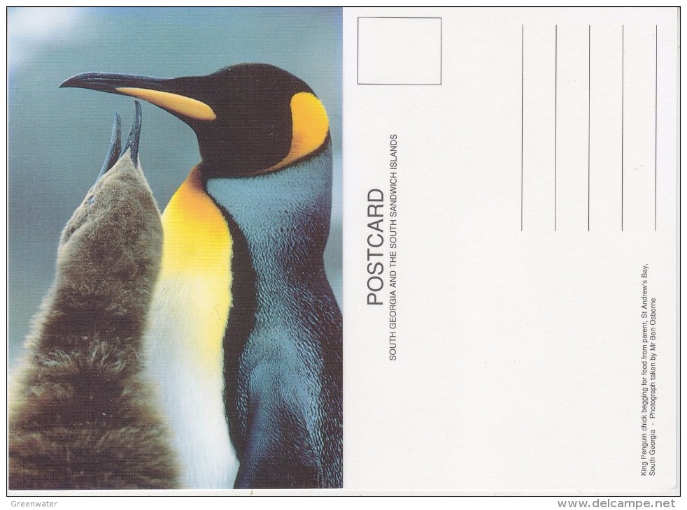 South Georgia King Penguin Chick Begging For Food From Parent St. Andrew's Bay Postcard Unused (33341) - Isole Falkland