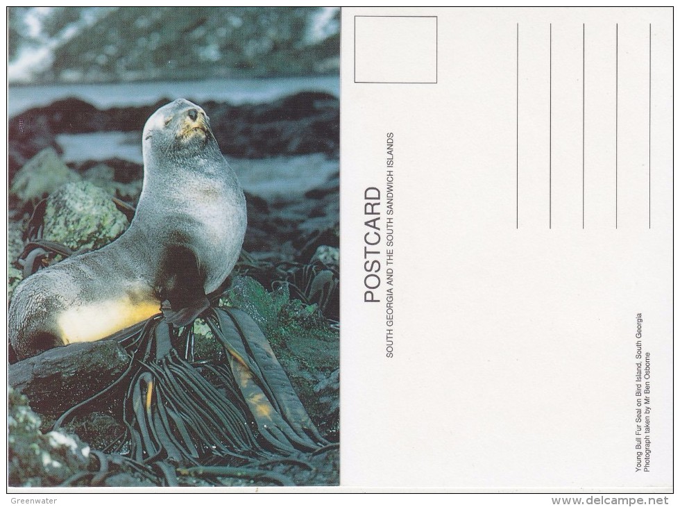 South Georgia Young Bull Fur Seal On Bird Island Postcard Unused (33342) - Falkland