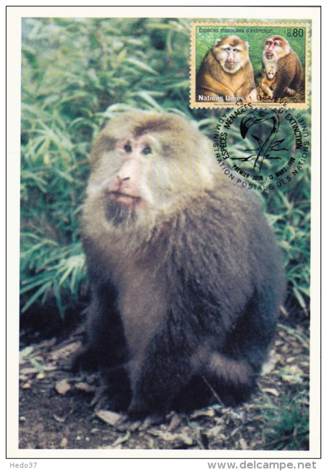 NATIONS UNIES Carte Maximum - Macaque Du Tibet - Cartoline Maximum