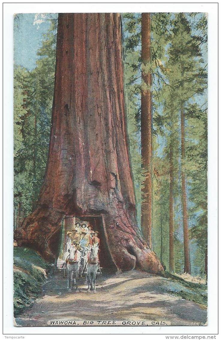 Yosemite - Wawona, Big Tree Grove - Yosemite