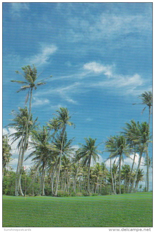 Micronesia Palm Trees - Micronésie