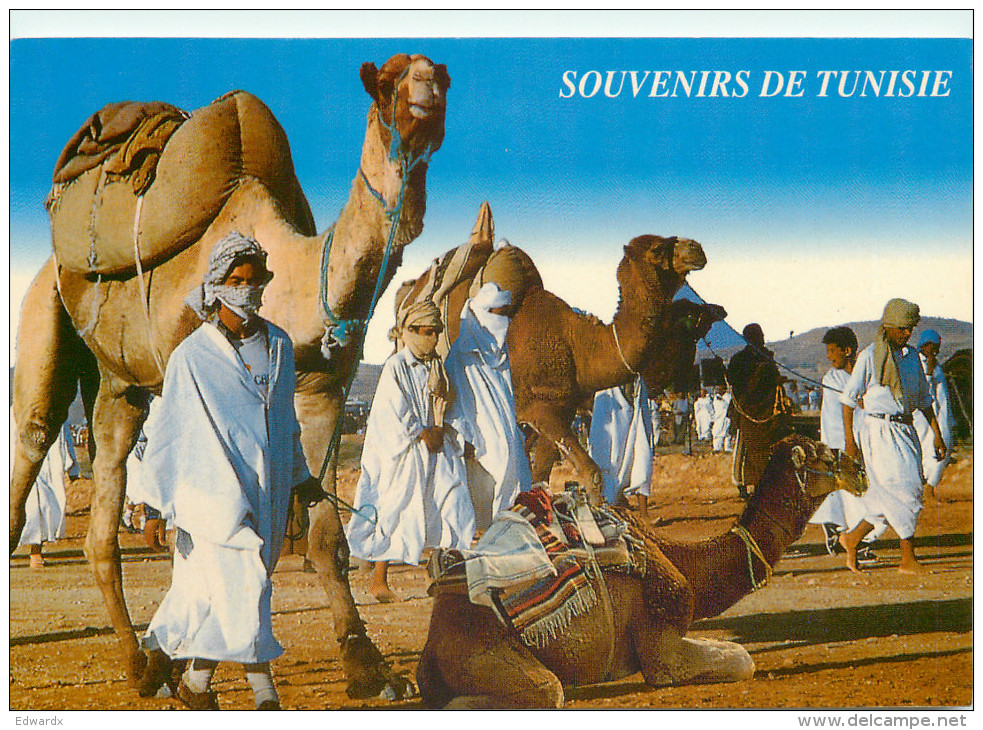 Camels, Tunisia Postcard Posted 2004 Stamp - Tunisia