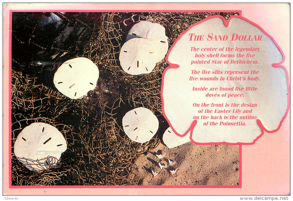 Sand Dollar, Florida, United States US Postcard Posted 2006 Stamp - Autres & Non Classés