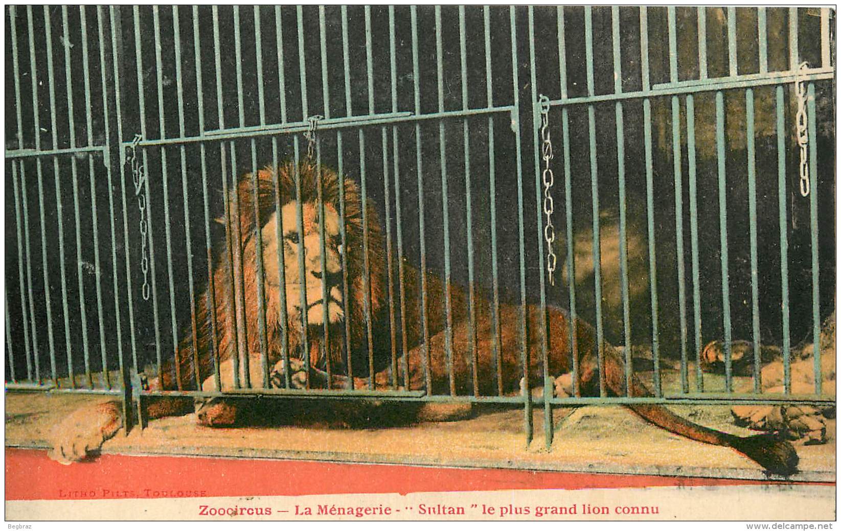 ZOOCIRCUS   MENAGERIE    SULTAN     LION - Lions