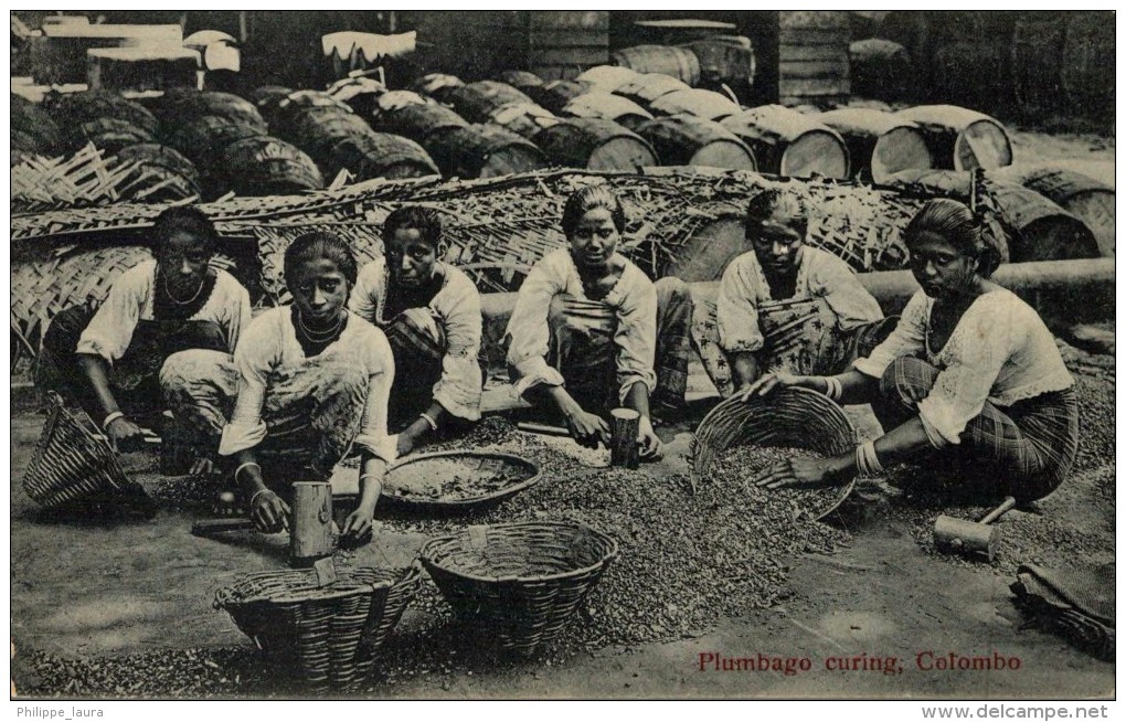 PLUMBAGO CURING COLOMBO - Sri Lanka (Ceilán)