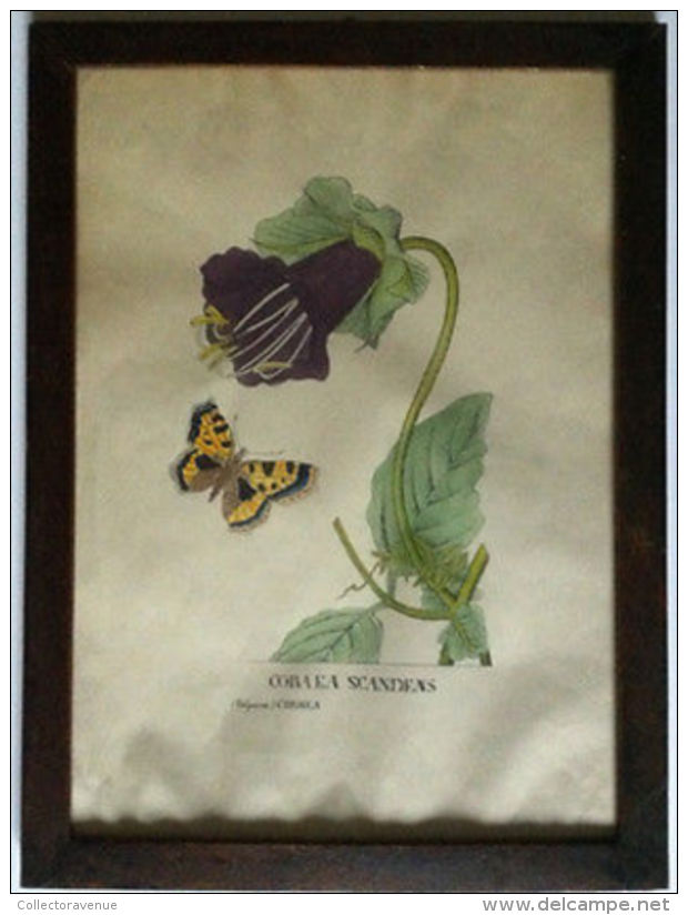 Acquerello Naturalistico - Cobaea Scandens - Anni 50-60 - Watercolour - Altri & Non Classificati