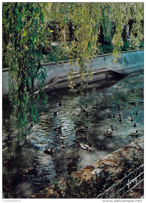 14 - BELLENGREVILLE En CALVADOS - Parc Zoologique - Canards D'ornement En Liberté. 1971 - Autres & Non Classés