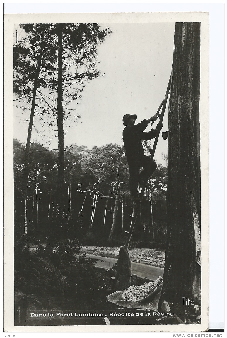 ANDERNOS - Dans La Forêt Landaise Récolte De La Résine - Carte Photo TITO Datée De 1947 - Cultures