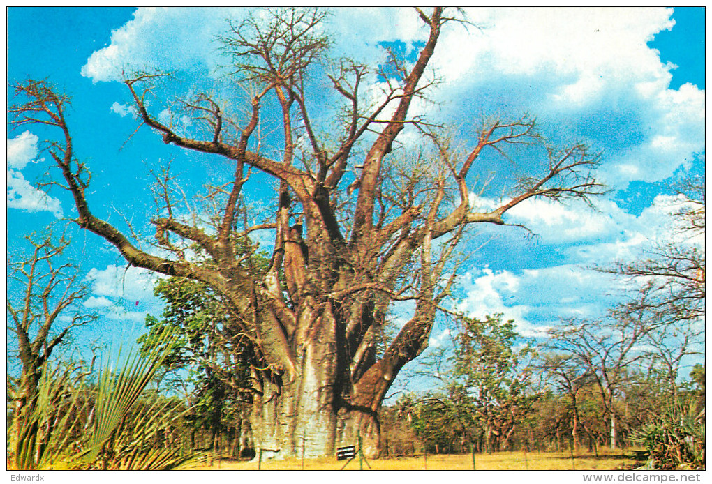 Baobab Tree, Victoria Falls, Zimbabwe Postcard Unposted - Zimbabwe