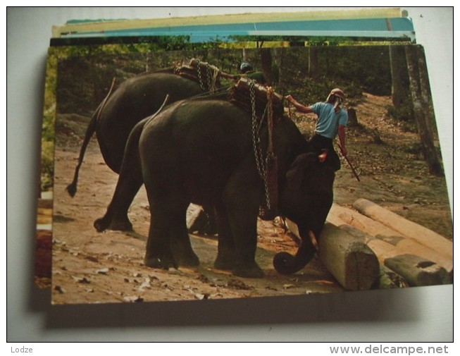 Asia Thailand North Elephants In The Forest Working - Thailand