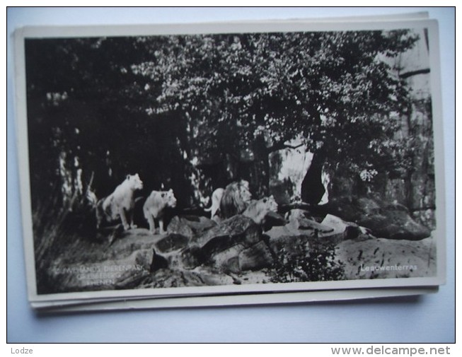 Nederland Rhenen Ouwehand Dierenpark Zoo Dierentuin Jardin Zoologique Leeuwen Lions - Rhenen