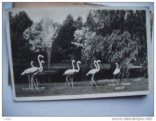 Nederland Rhenen Ouwehand Dierenpark Zoo Dierentuin Jardin Zoologique Flamingo - Rhenen