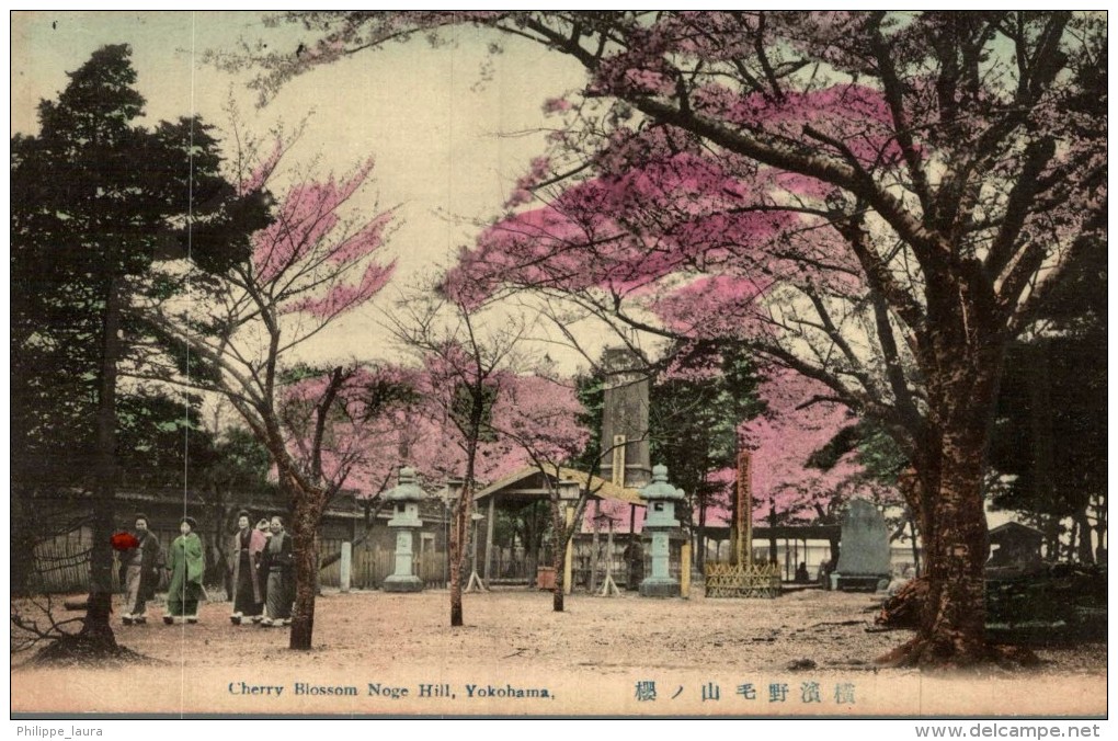 Cherry Blossom Noge Hill - Yokohama - Yokohama