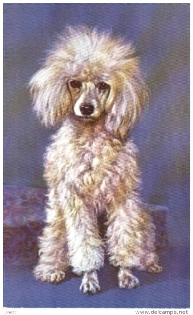 Guy Withers   -   A Study Of A White Poodle - Honden