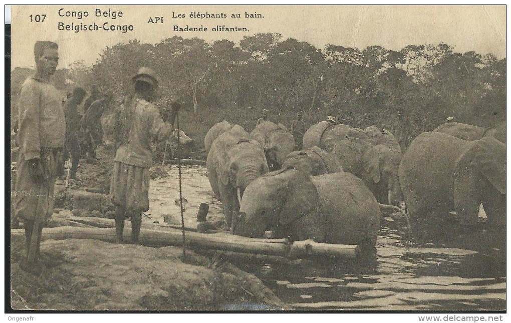 Carte N° 61. Vue 107. Les éléphants Au Bain; Obl.: Kasayo 22/04/1922 Pour Etterbeek (B) - Postwaardestukken