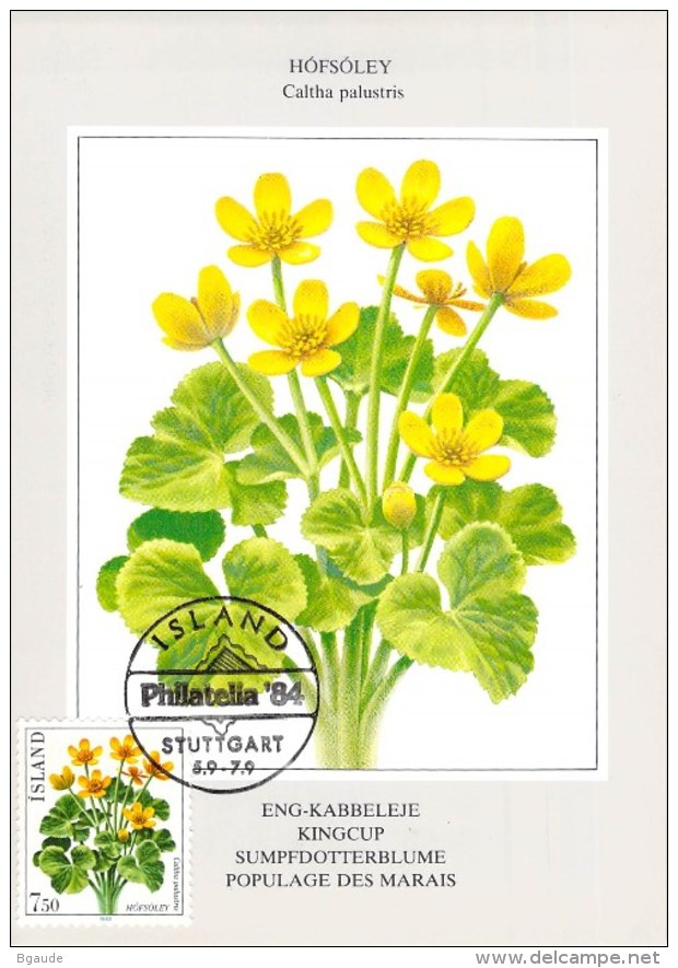 ISLANDE CARTE MAXIMUM NUM YVERT  545  FLEURS  FLORE PROTECTION DE LA NATURE - Cartoline Maximum