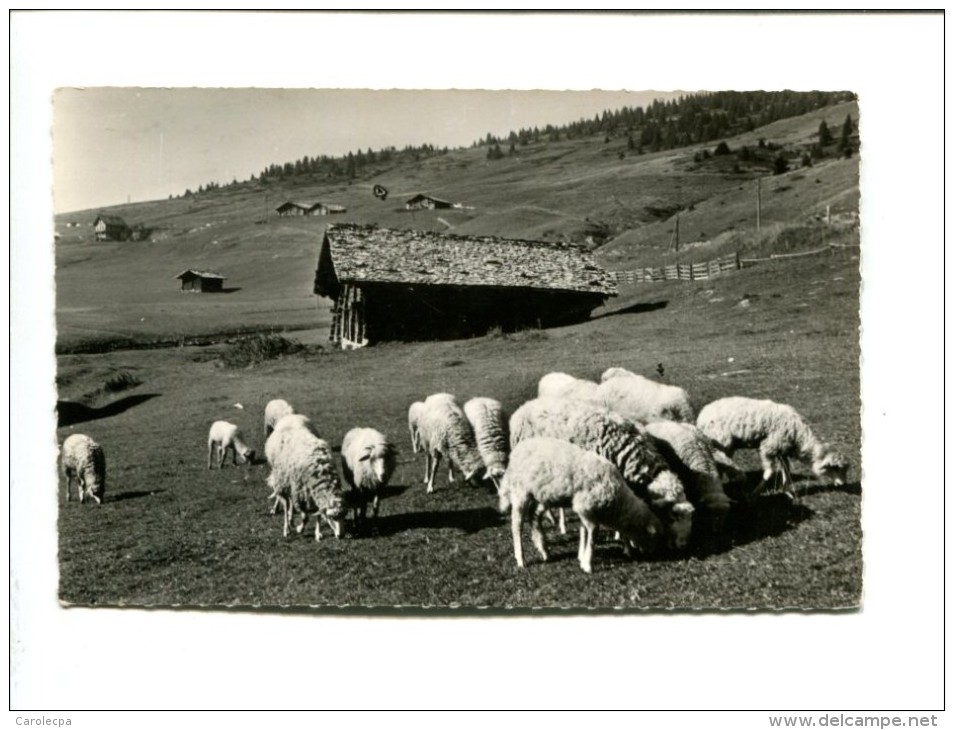 CP - Crest Voland   (73) Paturage Du Col Des Saisies - Autres & Non Classés