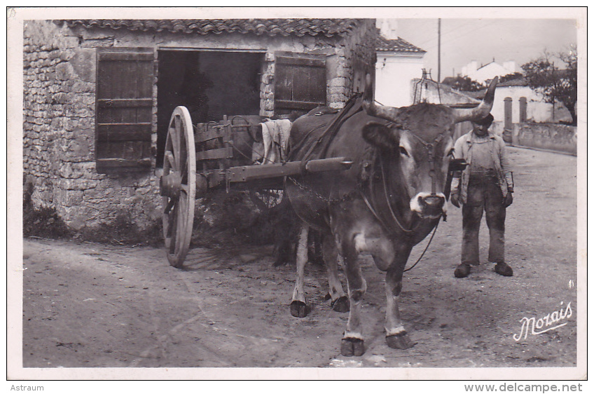 Cpa-17- Ile D'oleron -curieux Attelage (vache, Boeuf)-edi Nozais N°32 - Ile D'Oléron