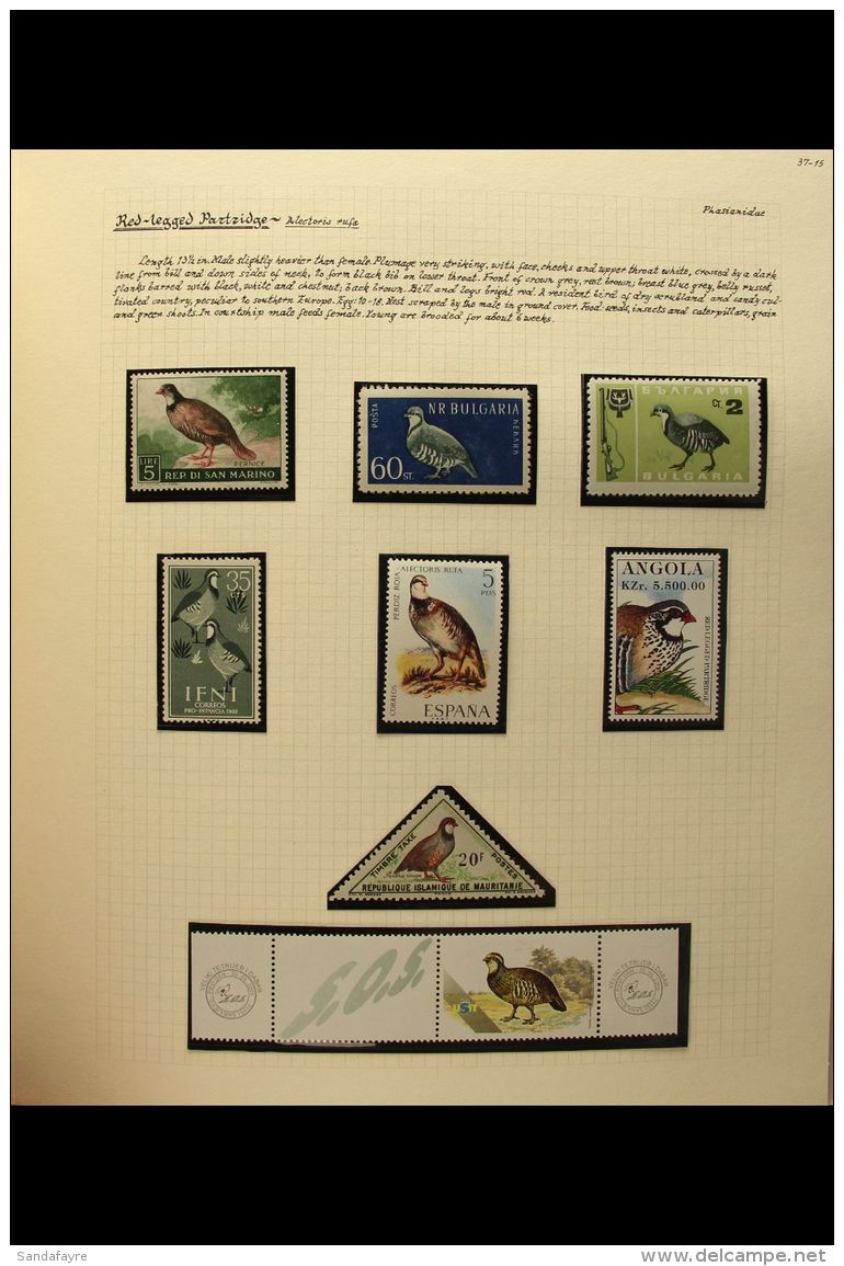 BIRDS - GAME BIRDS An Attractive &amp; Extensive Collection, Neatly Presented On Written Up Pages In A Brace Of... - Zonder Classificatie