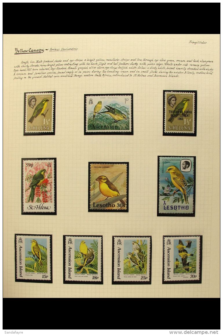 BIRDS - FINCHES, BUNTINGS AND WAXBILLS A Chiefly Never Hinged Mint Collection Neatly Written Up And Displayed In... - Non Classificati