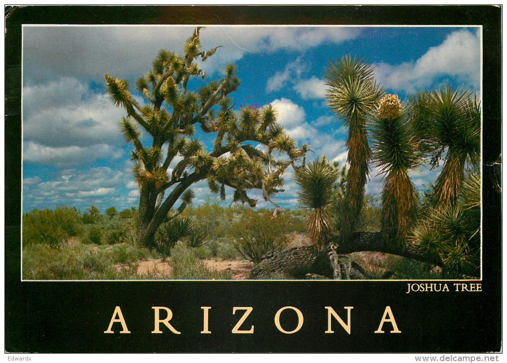 Joshua Tree, Arizona, United States US Postcard Posted 1986 Stamp - Autres & Non Classés