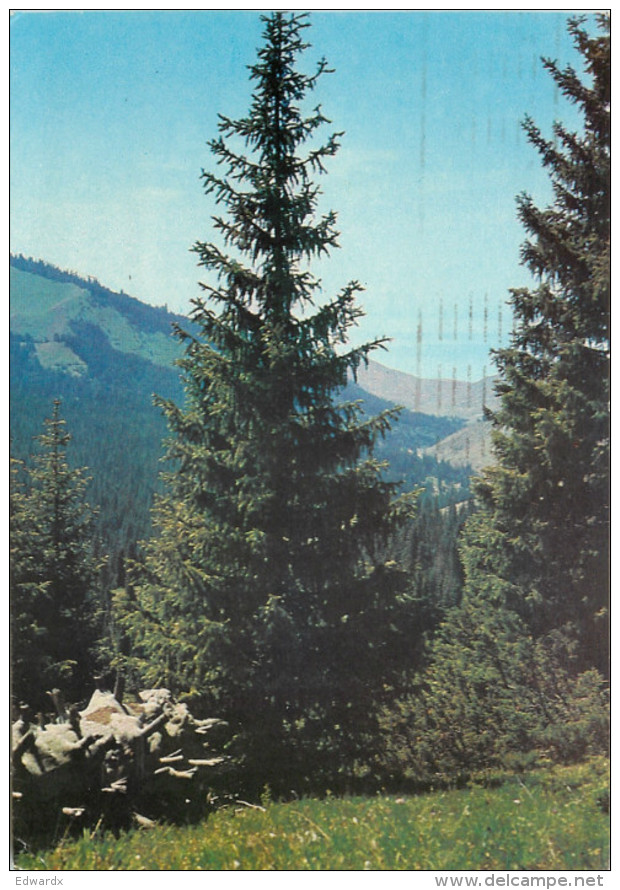 Forest, Kyrgyzstan Postcard Posted 1995 Stamp - Kirghizistan