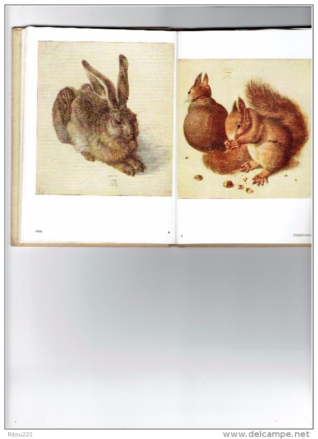 Buntes Dürer-Büchlein 25 farbige Handzeichnungen von Albrecht Dürer chouette hibou scarabée lapin écureuil arbre tortue