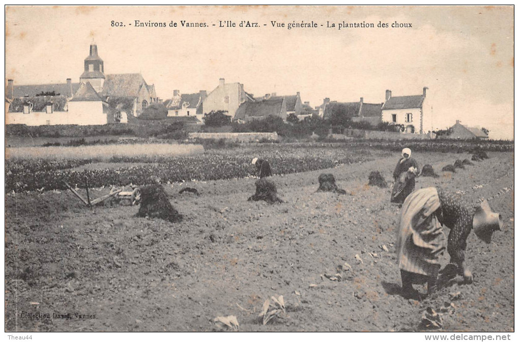 ¤¤   -  802   -   ILE-D´ARZ   -  Environs De Vannes   -  Vue Générale  -  La Plantation Des Choux  -  Agriculture  -  ¤¤ - Ile D'Arz