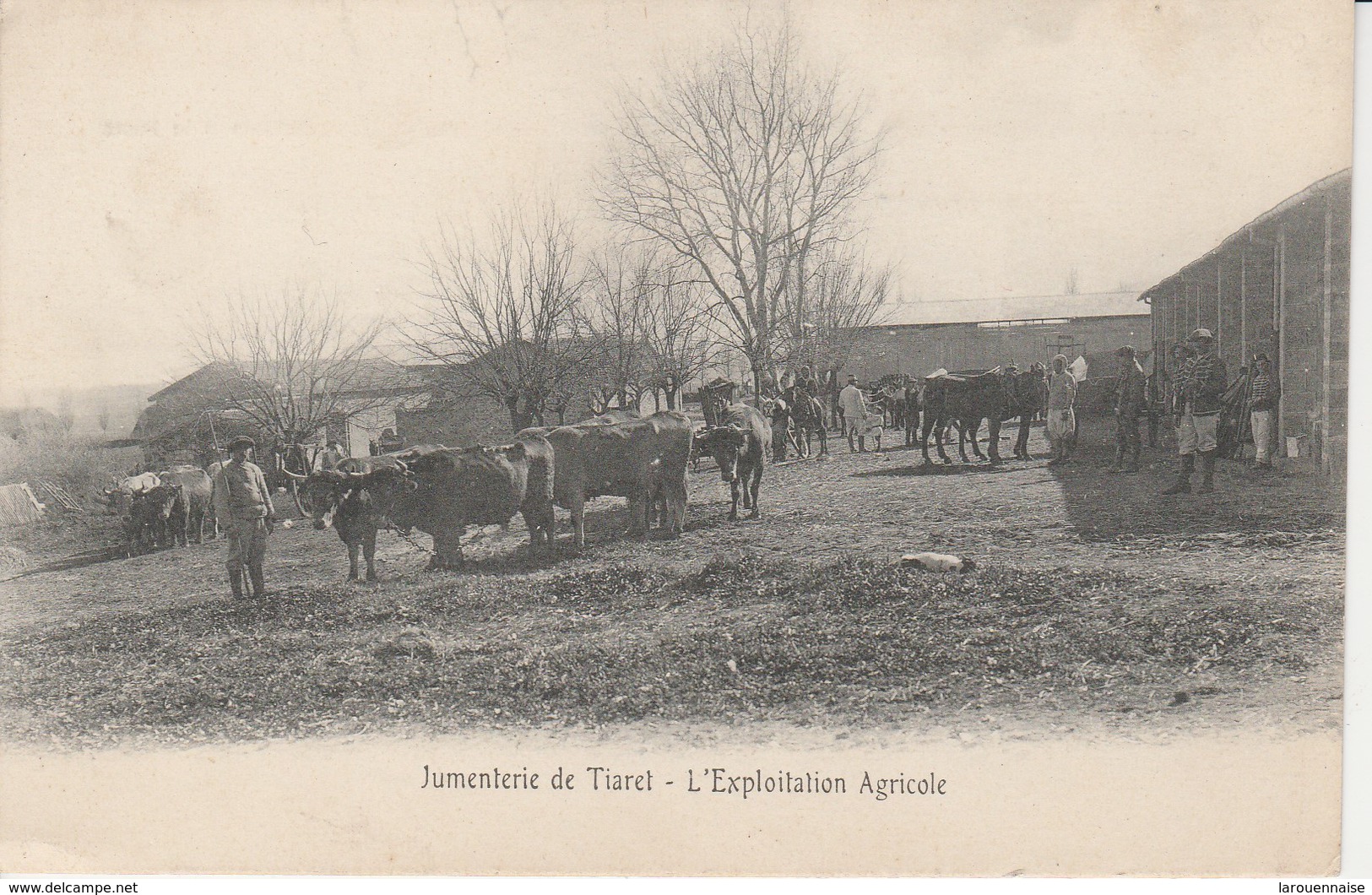 TIARET - Jumenterie De Tiaret - L'Exploitation Agricole - Tiaret