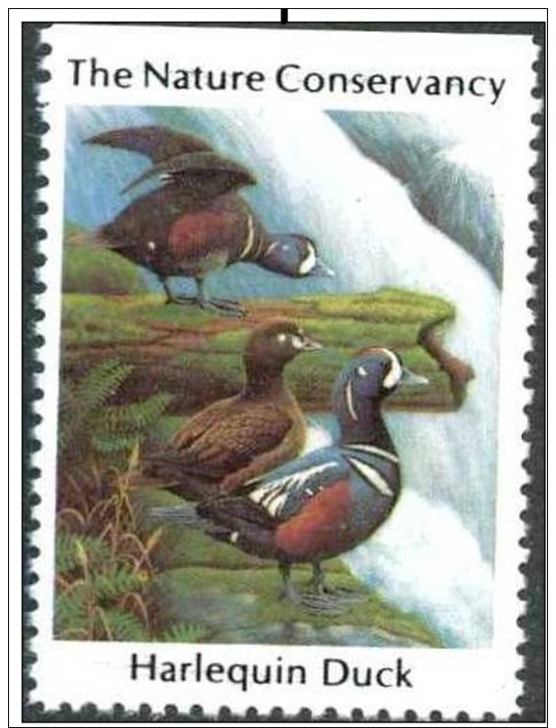 USA. Harlequin Duck, Canards, Ente. Timbre / Vignette (3 X 3,5 Cm) - Eenden